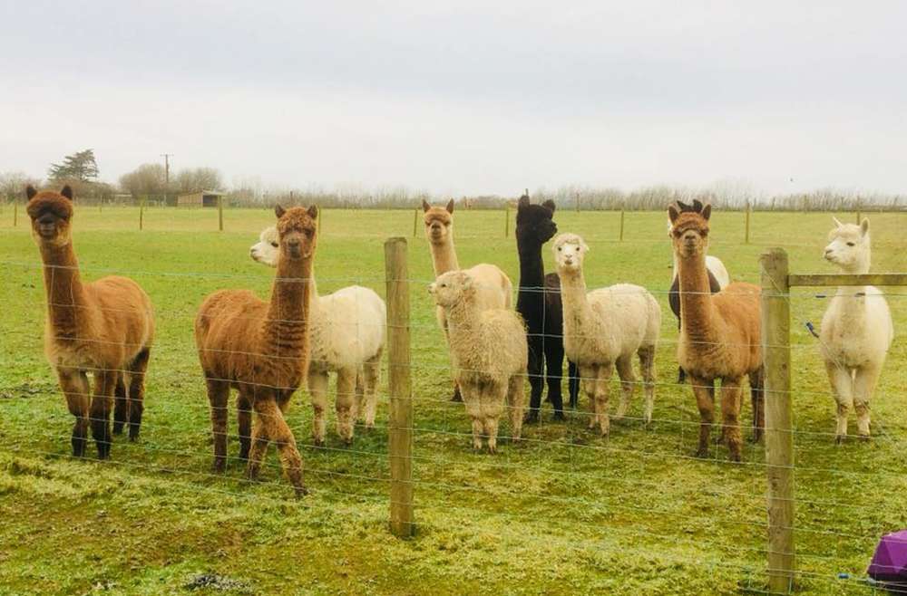 Alpacas Apple Tree Farm Services CIC