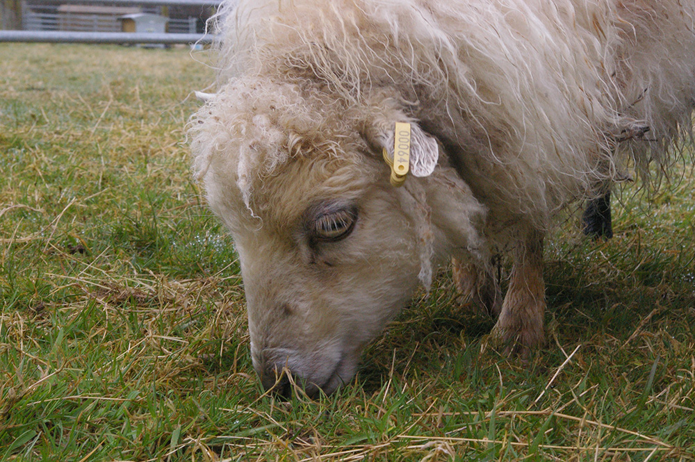 Home Apple Tree Farm Services CIC