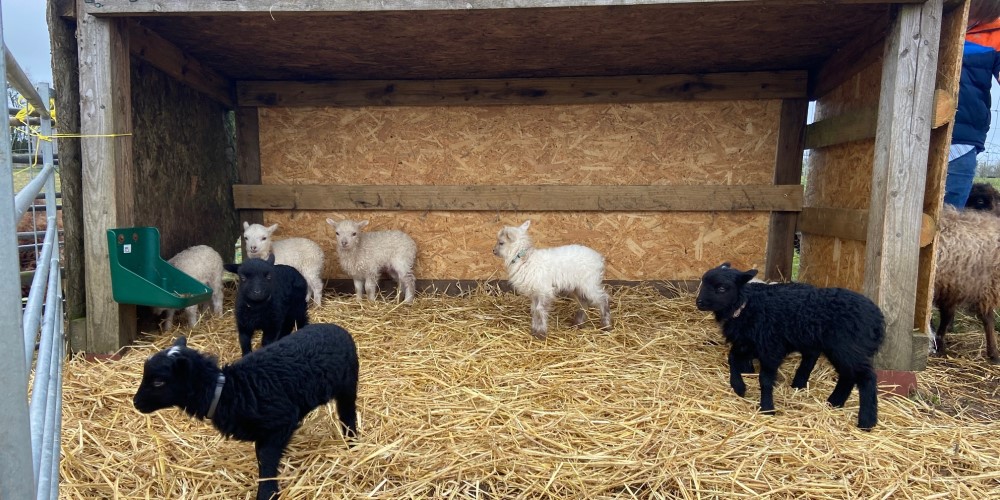 Lambing season 2022 at Apple Tree Farm