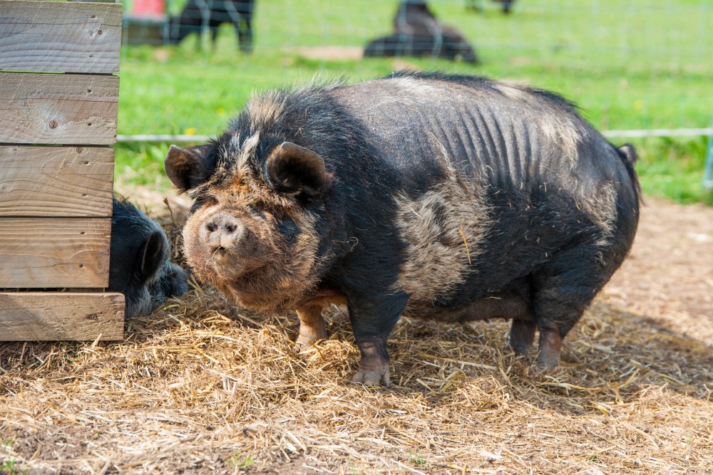 Pigs at apple tree farm