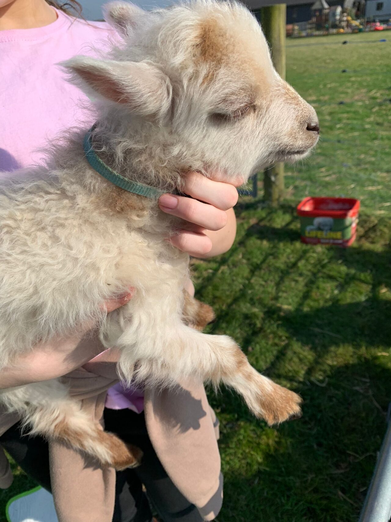 Ouessant Sheep For Sale at Apple Tree Farm in North Devon